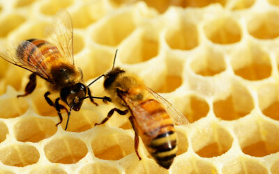Remmele’s pflegende Bienen-Produkte im neuen Design