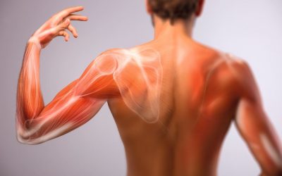 Wie Muskeln uns gesund erhalten